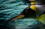 SEA LIFE® Melbourne Aquarium