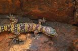 Watarrka National Park