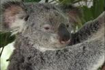 Lone Pine Koala Sanctuary