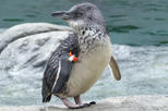 International Antarctic Centre