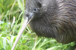 Willowbank Wildlife Reserve