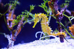 SEA LIFE® London Aquarium