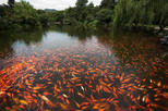 Red Carp Pond