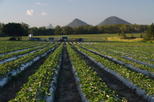 Sunny Ridge Strawberry Farm