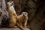 Houston Zoo