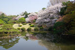 Shinjuku Park (Shinjuku Gyoen)
