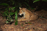 Night Safari at Singapore Zoo