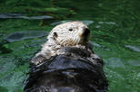 Vancouver Aquarium