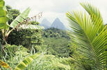 St. Lucia Rainforest