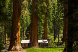 Mariposa Grove of Giant Sequoias