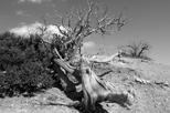 Ansel Adams Gallery