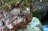 Valley of the Butterflies (Petaloudes)