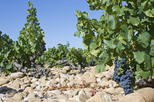 Châteauneuf-du-Pape