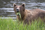 Fortress of the Bear