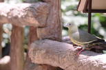 Cairns Zoom & Wildlife Dome