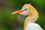 Petulu (Heron Village)