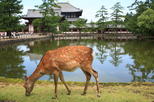 Nara Park (Nara Koen)