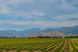 Kumeu Wine Country