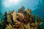Cheeseburger Reef
