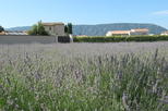 Lavender Museum (Musee de la Lavande)