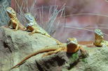 WILD LIFE Sydney Zoo