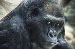 Franklin Park Zoo