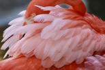 Flamingo Gardens