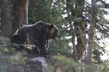 Grouse Mountain Refuge for Endangered Wildlife