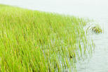 Grand Etang Lake