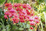 Sunnyside Garden