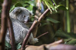 Kuranda Koala Gardens