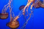 Aquarium of the Bay