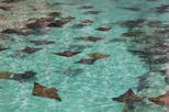 Stingray City Antigua