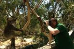 Koala Reserve (Koala Conservation Centre)