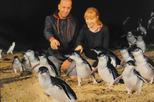Penguin Parade