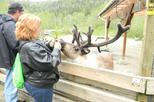 Alaska Rainforest Sanctuary