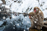 Jigokudani Monkey Park (Jigokudani Yaen Koen)
