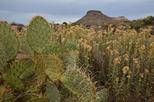 McDowell Sonoran Preserve