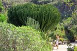 Jardín Botánico Canario Viera y Clavijo