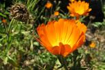 University of California Botanical Garden at Berkeley