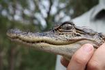 Australian Reptile Park