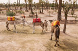 Palmeraie (Palm Grove)