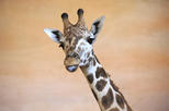 Prague Zoo