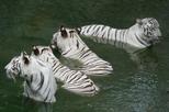 Arignar Anna Zoological Park (Vandalur Zoo)