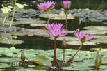 Miami Beach Botanical Garden