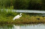 San Jose Estuary (Estero San José)