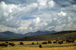 Hayden Valley