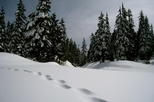 Cypress Mountain