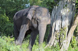 Udawalawe National Park