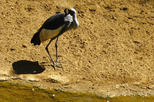 Bioparc Fuengirola